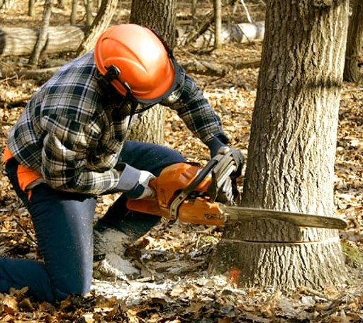 Tree Removal in Lake, MS